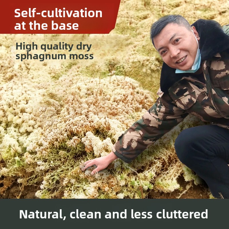 Getrocknetes Sphagnum-Moos der – Preserved Moss Sheet Bewertung und Preis